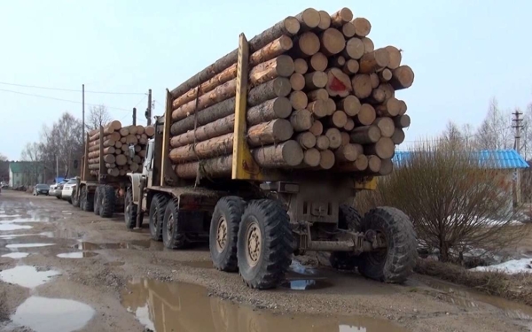 Перли на Уралах: стало известно о поимке «черных лесорубов»