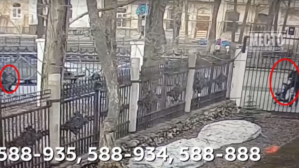 В Кирове самокатчик чуть не придушил собаку, наехав на поводок
