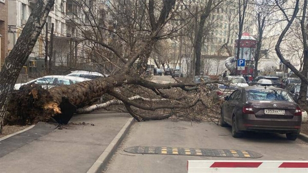 В Москве из-за штормового ветра на автомобили стали падать деревья