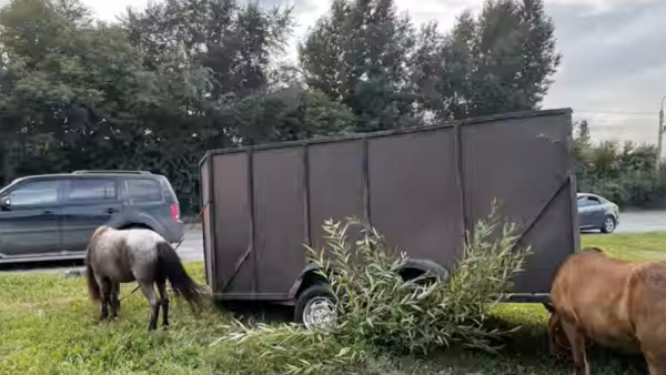 Пьяный водитель на «Жигулях» протаранил прицеп с пони и попал на видео